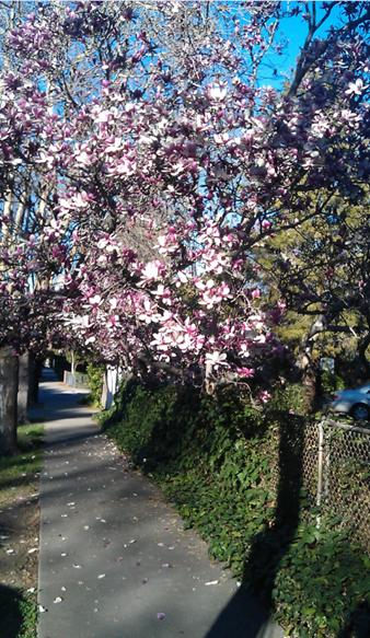 Frühling in Stanford